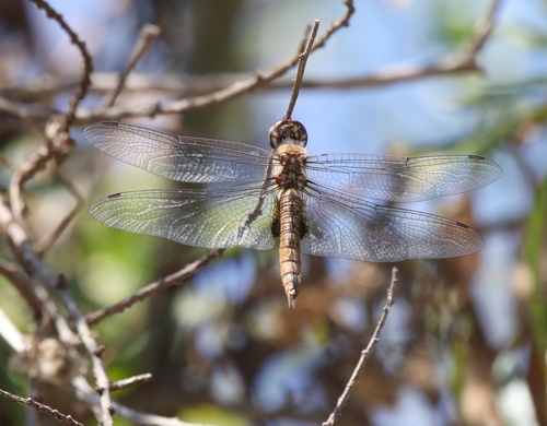 iNaturalist observation photo of Spot-winged Glider