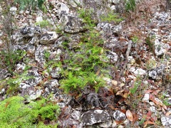 Gleichenia dicarpa