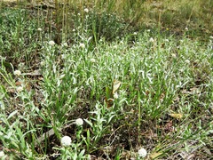 Calocephalus lacteus