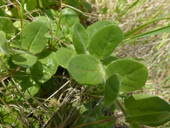 Kickxia spuria integrifolia
