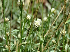 Calocephalus lacteus