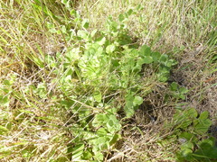 Kickxia spuria integrifolia