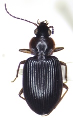 Platynini