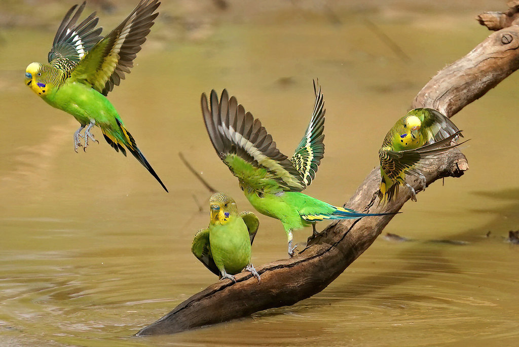 Budgerigars