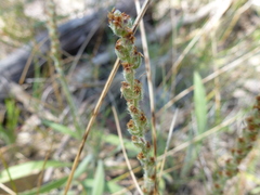Plantago drummondii