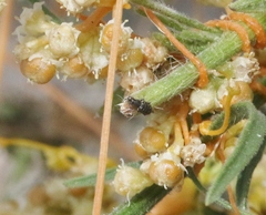 Smicronyx sculpticollis