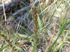 Plantago drummondii