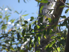 Eucalyptus cloeziana