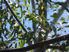 Eucalyptus cloeziana