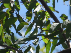 Eucalyptus cloeziana