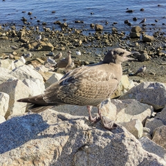 Larus