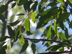 Eucalyptus cloeziana