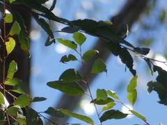 Eucalyptus cloeziana