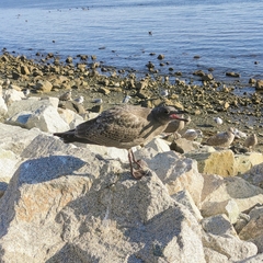 Larus