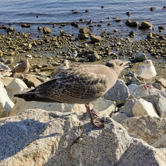 Larus