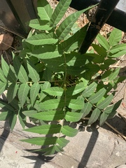 Ailanthus altissima