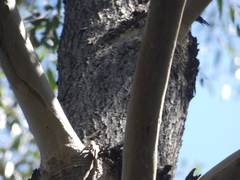 Eucalyptus cloeziana