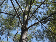 Eucalyptus cloeziana