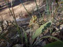 Plantago drummondii