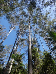 Eucalyptus cloeziana