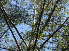 Eucalyptus cloeziana