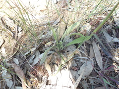 Plantago drummondii