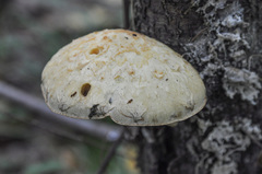 Hemipholiota