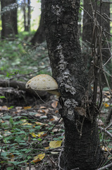 Hemipholiota