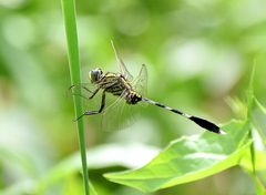 Orthetrum sabina