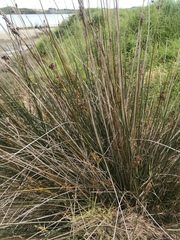 Juncus