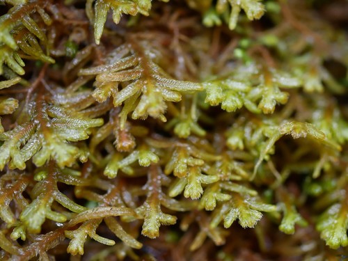 Lepicoleaceae