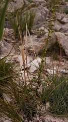 Stipa glareosa
