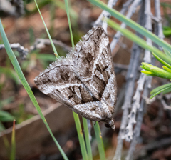Dichromodes stilbiata