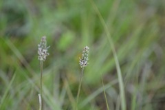 Plantago linearis