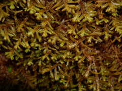 Lepicolea attenuata