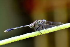 Orthetrum sabina