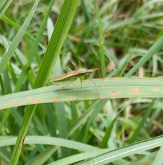 Leptocorisa chinensis