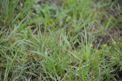 Plantago linearis