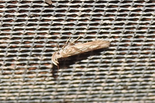 Metopleura