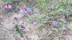 Astragalus angarensis