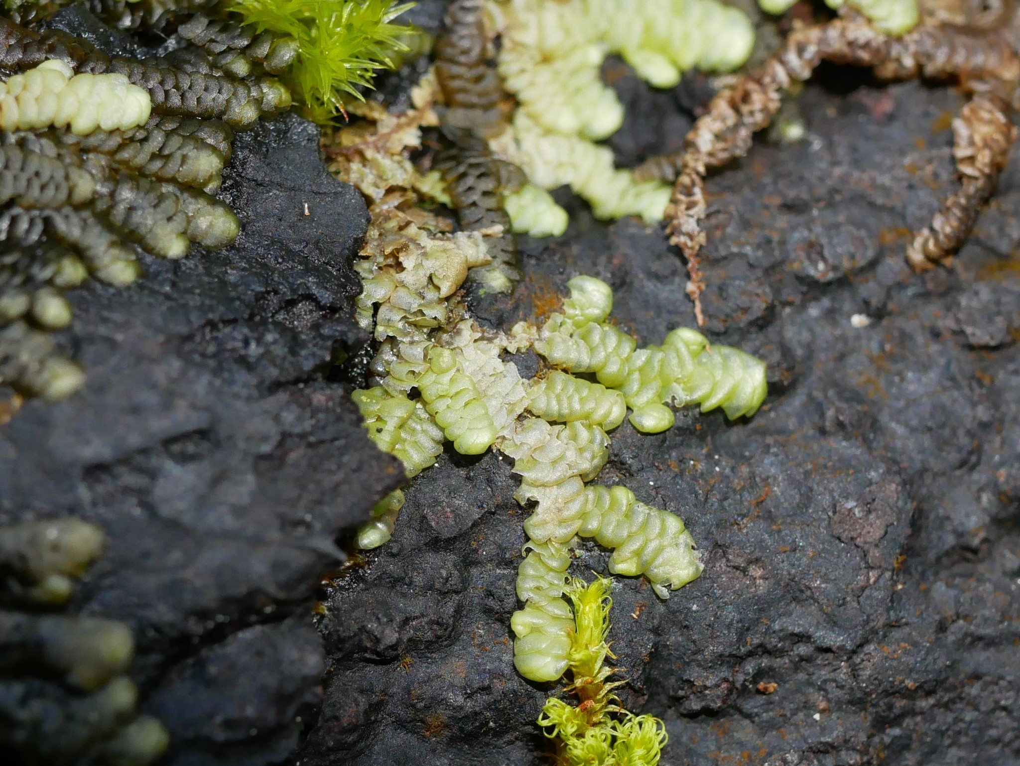 Radula grandis