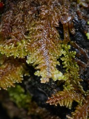 Lepidolaena taylorii