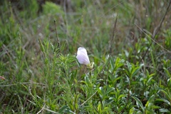 Oenothera speciosa