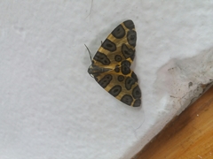 Pantherodes pardalaria