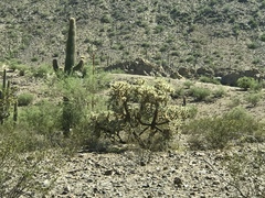 Cylindropuntia bigelovii