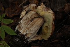Boletus betulicola