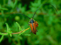 Neocrossidius trivittatus