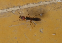 Odontomachus erythrocephalus