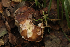 Boletus betulicola