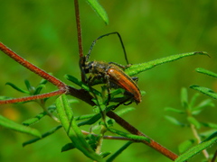 Neocrossidius trivittatus